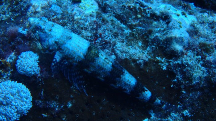 Saurida gracilis