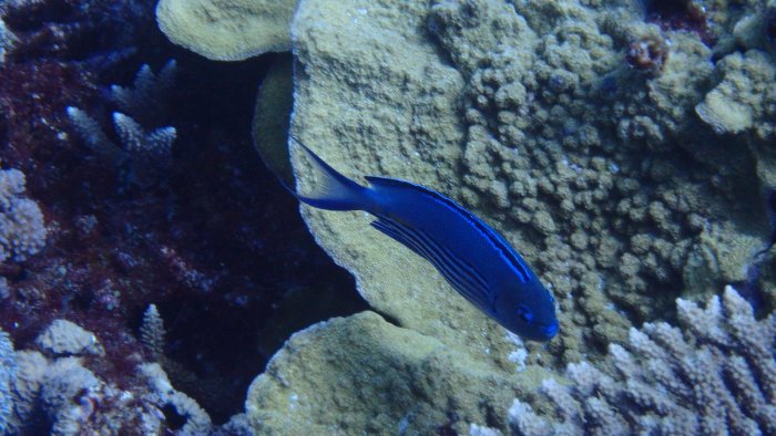 Genicanthus watanabei