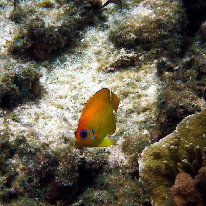 Centropyge flavissima