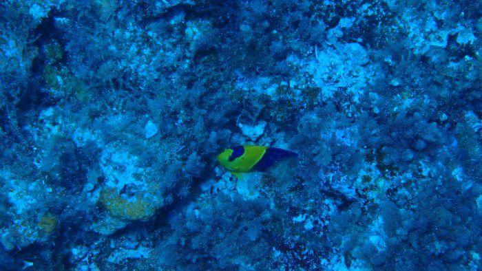 Centropyge bicolor