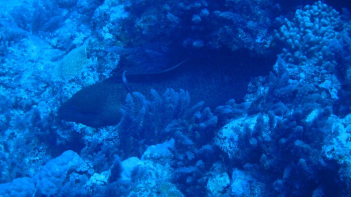 Gymnothorax flavimarginatus