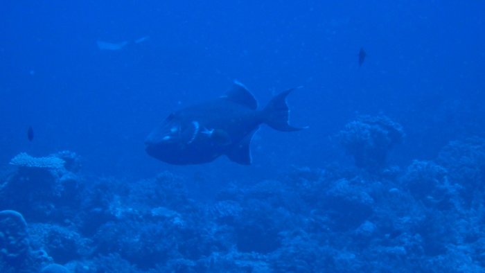 Odonus niger
