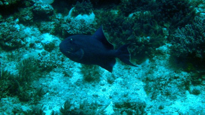 Odonus niger