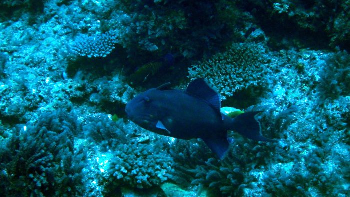 Odonus niger