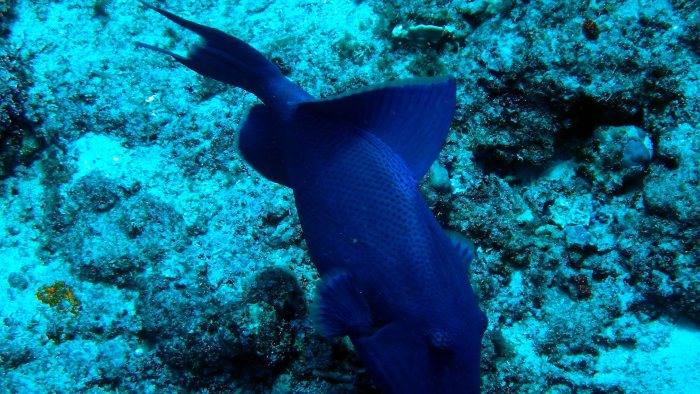Odonus niger