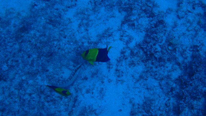 Centropyge bicolor