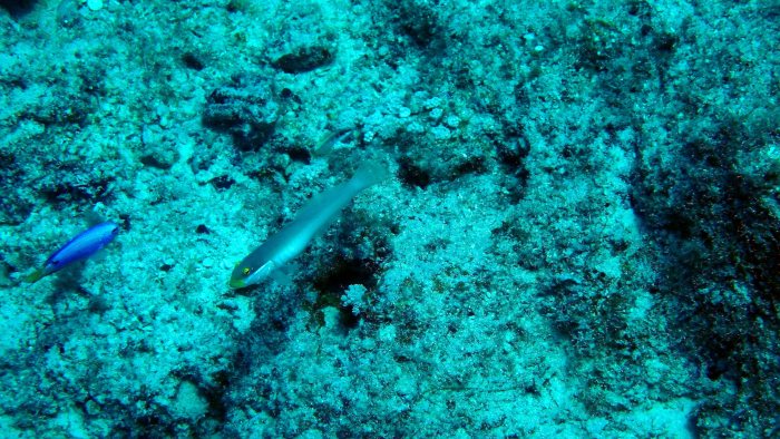 Valenciennea strigata