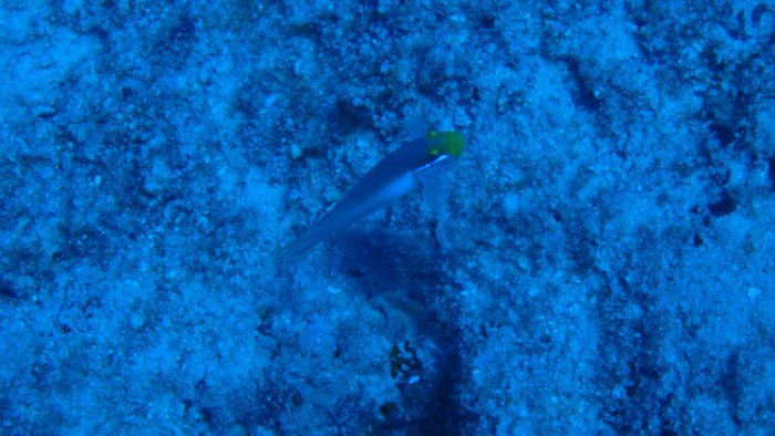 Valenciennea strigata
