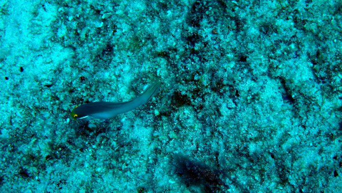Valenciennea strigata