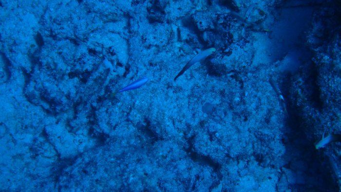 Nemateleotris magnifica