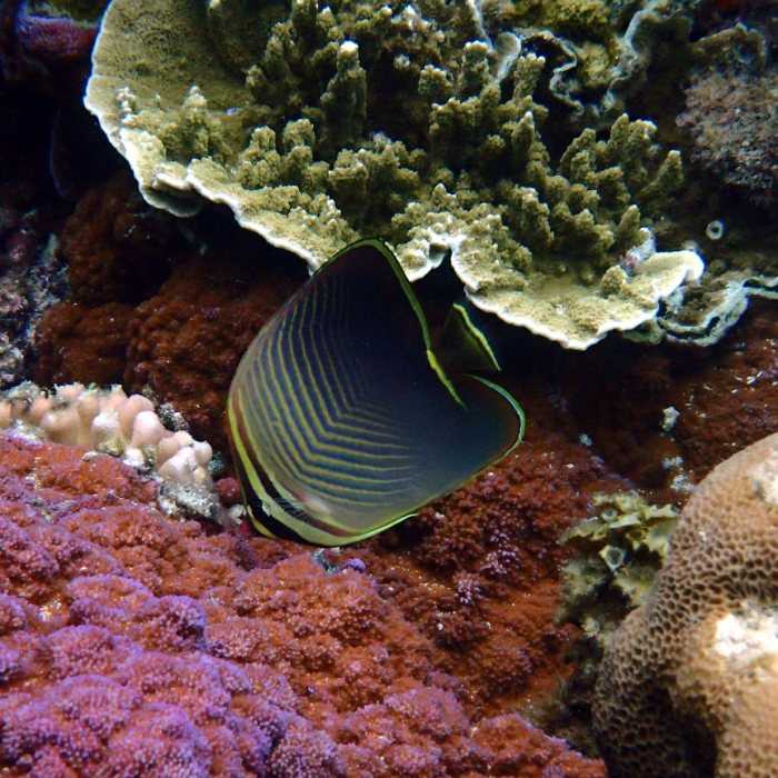 Chaetodon baronessa