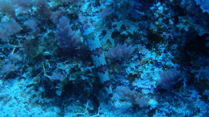Saurida gracilis