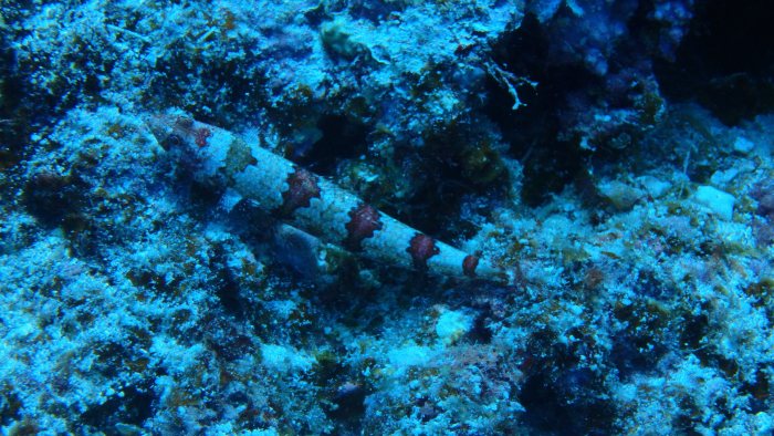 Saurida gracilis