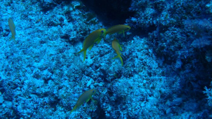 Pseudanthias squamipinnis