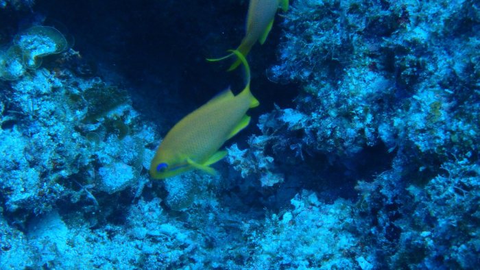 Pseudanthias squamipinnis