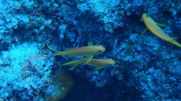 Pseudanthias squamipinnis