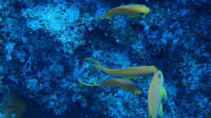 Pseudanthias squamipinnis