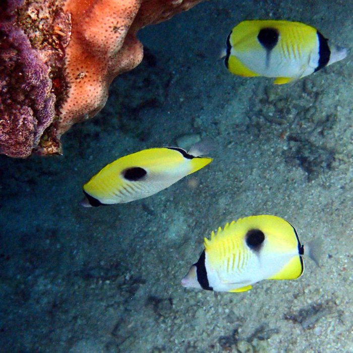 Chaetodon unimaculatus