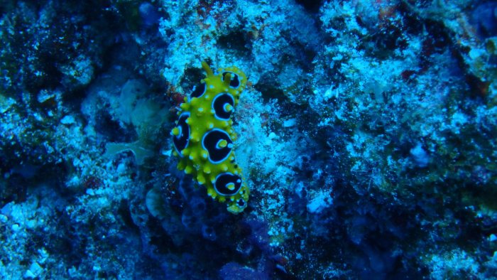 Phyllidia ocellata