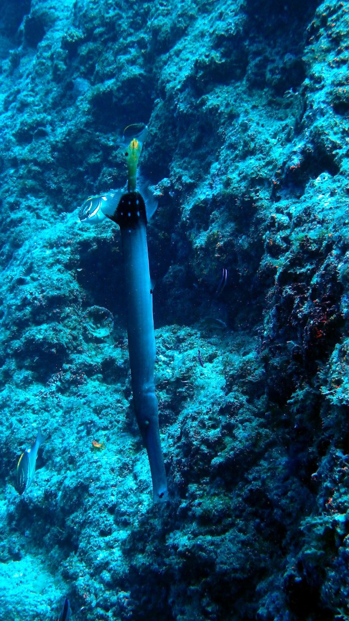 Aulostomus chinensis