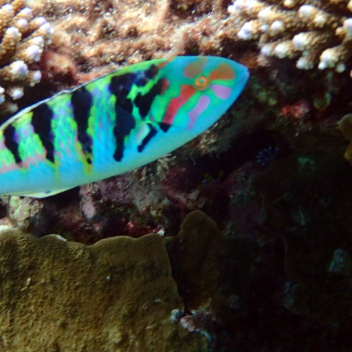 Thalassoma hardwicke