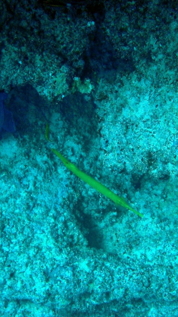 Aulostomus chinensis