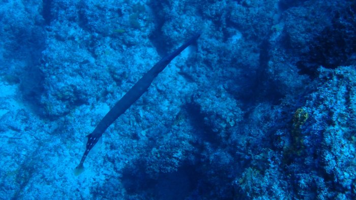 Aulostomus chinensis