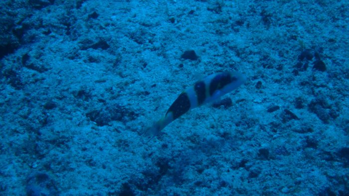 Thalassoma nigrofasciatum
