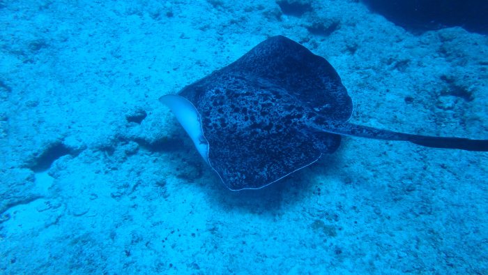 Taeniura meyeni