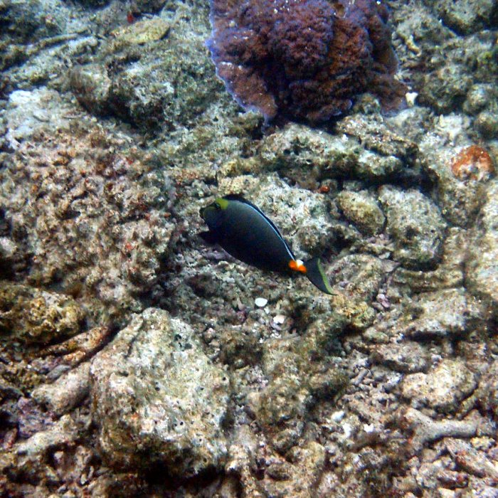 Naso lituratus