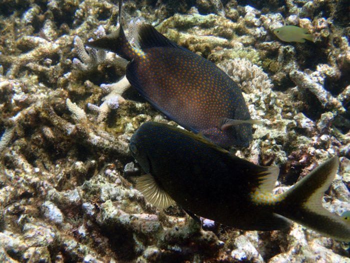 Siganus punctatus