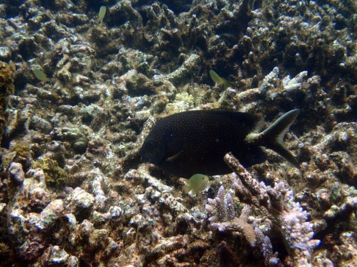 Siganus punctatus