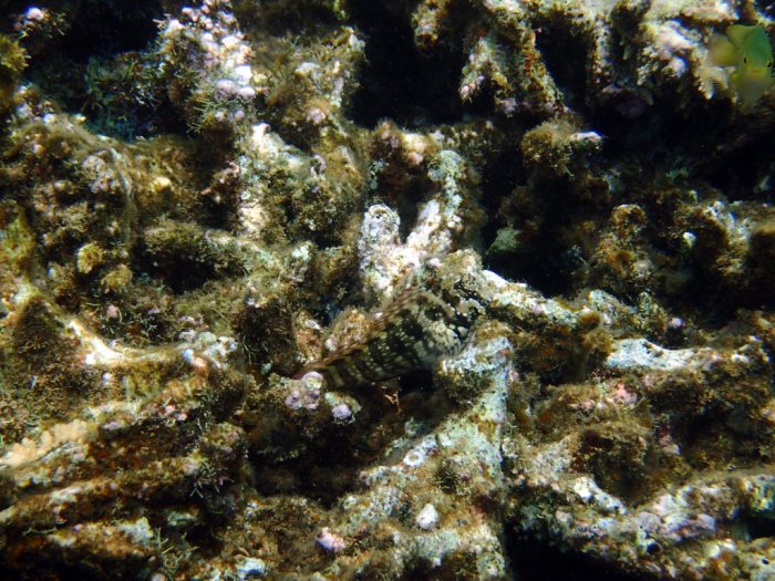 Salarias fasciatus