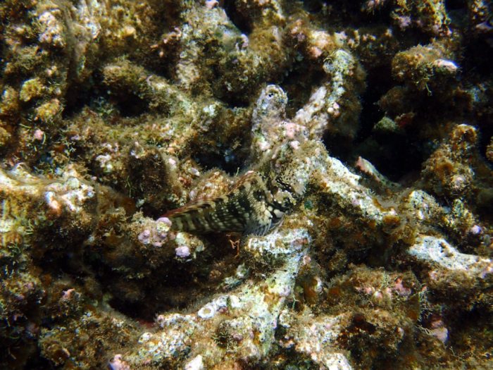 Salarias fasciatus