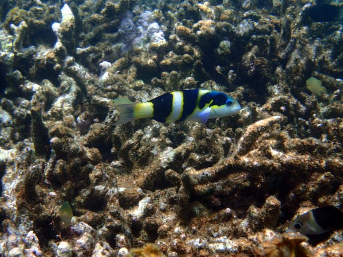 Thalassoma nigrofasciatum