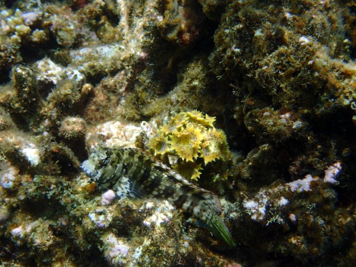 Salarias fasciatus