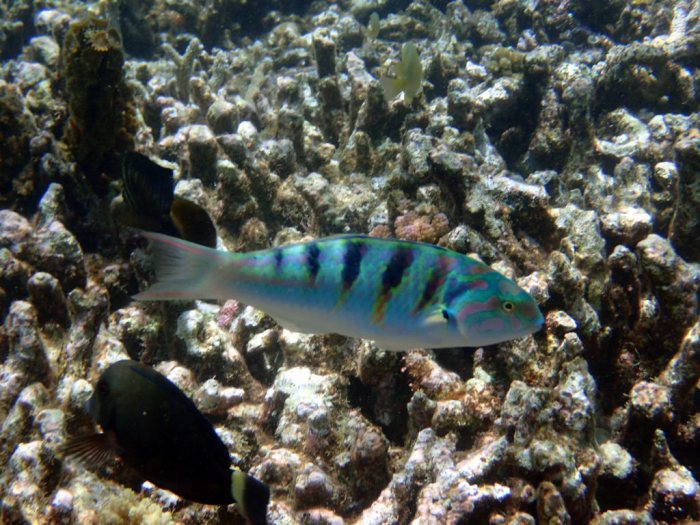 Thalassoma hardwicke