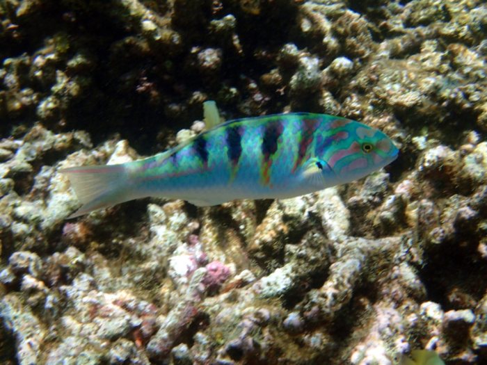 Thalassoma hardwicke