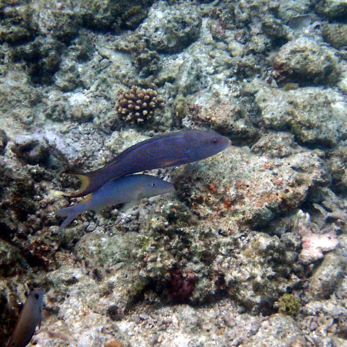 Variola louti