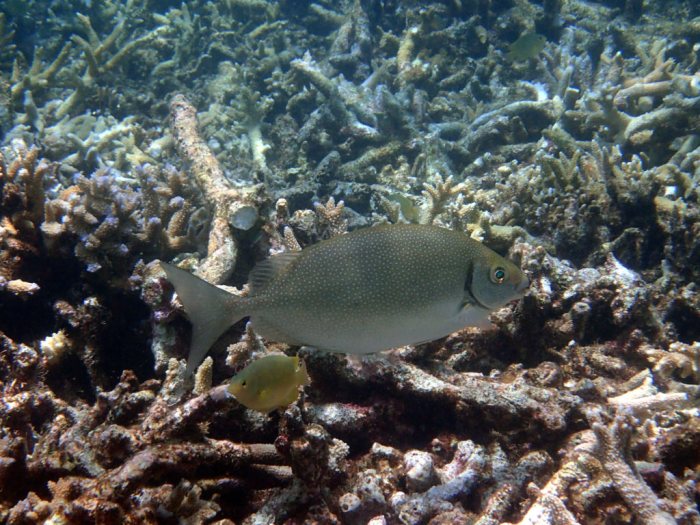 Siganus fuscescens