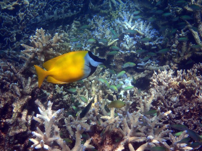 Siganus vulpinus