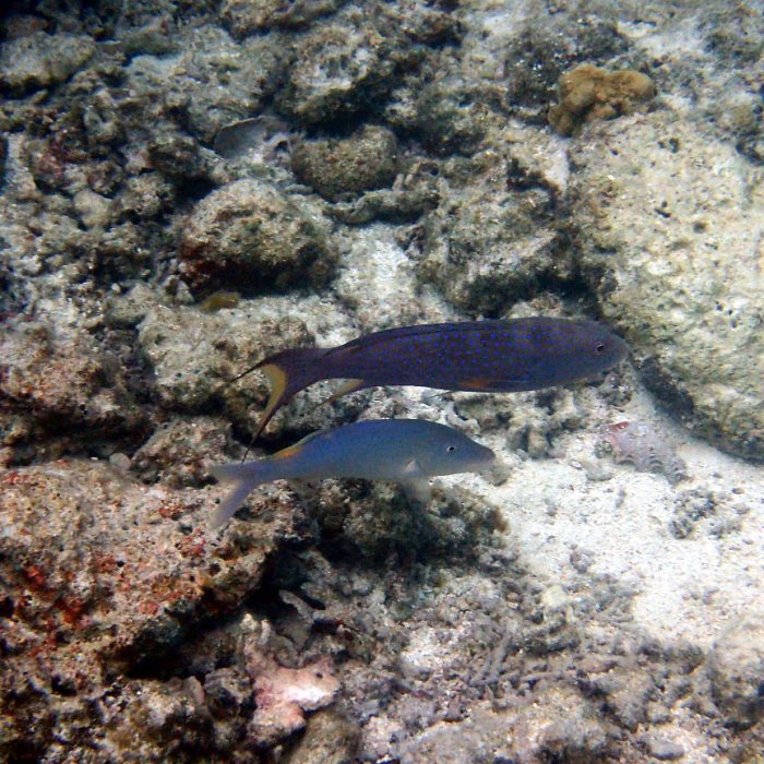 Variola louti