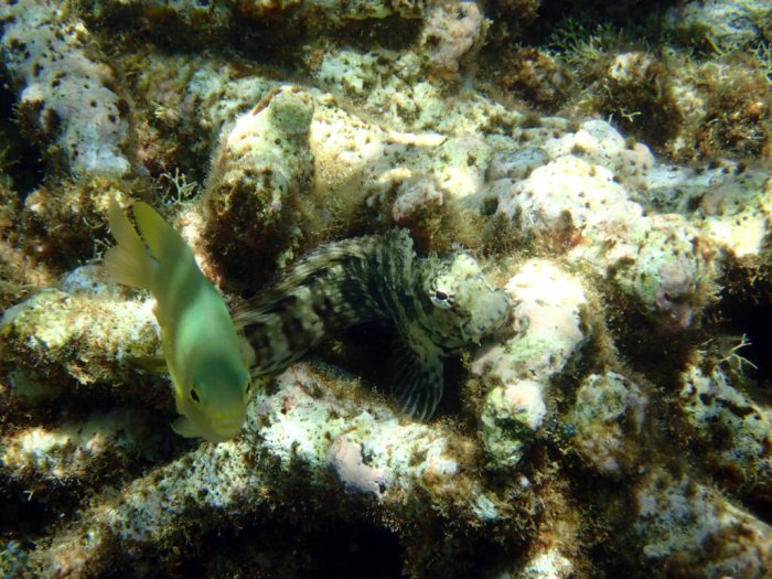 Salarias fasciatus