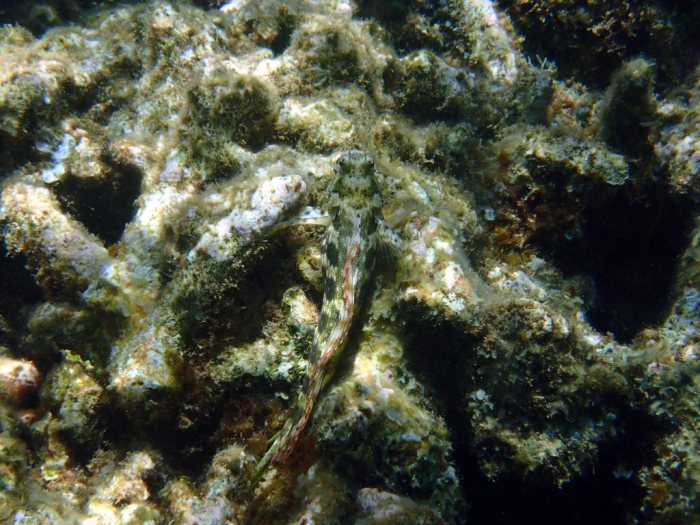 Salarias fasciatus