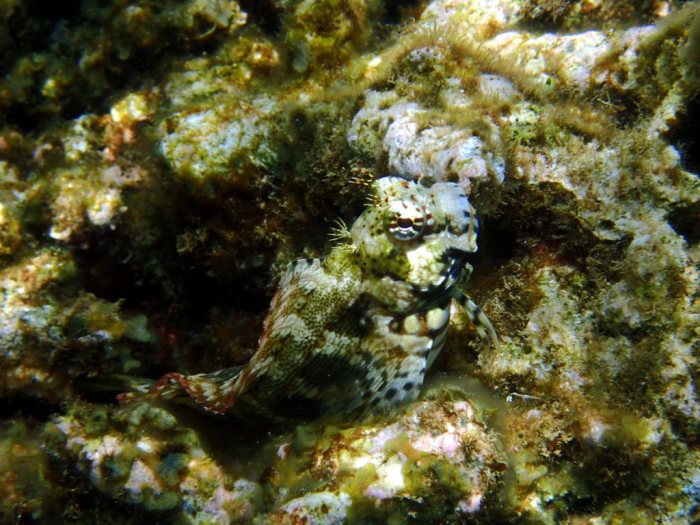 Salarias fasciatus