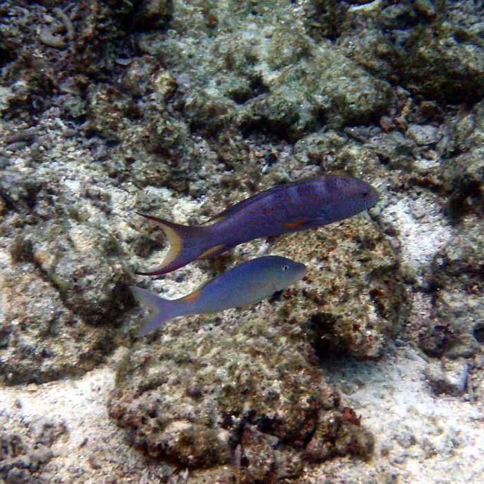 Variola louti