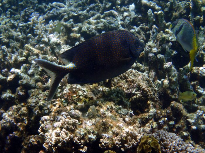 Siganus punctatus