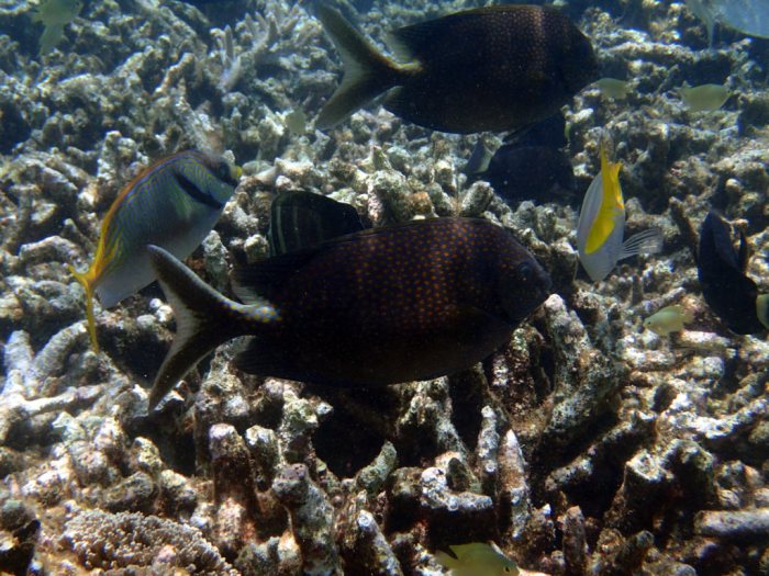 Siganus punctatus