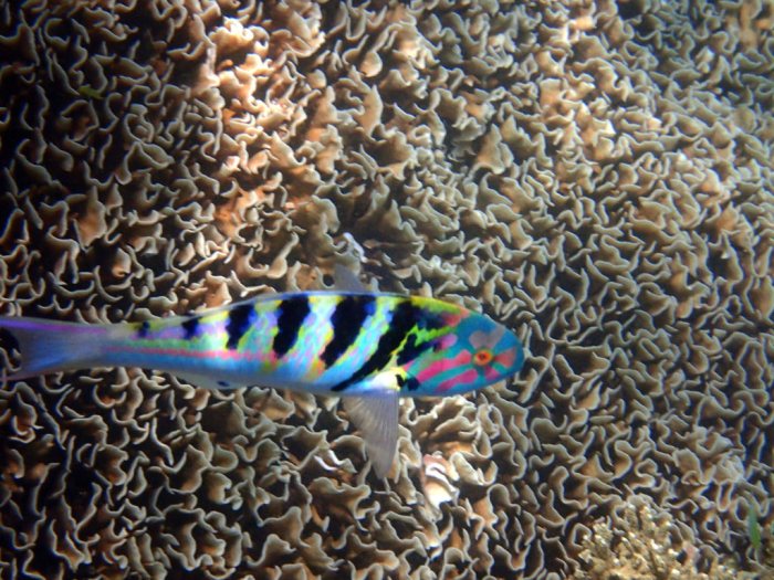 Thalassoma hardwicke