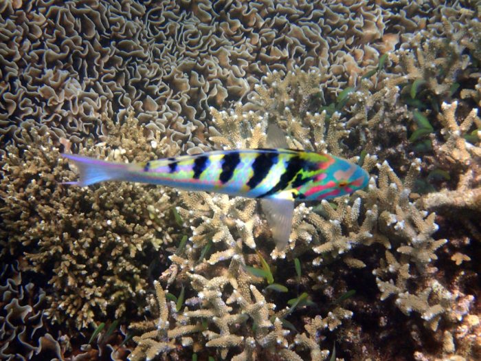 Thalassoma hardwicke